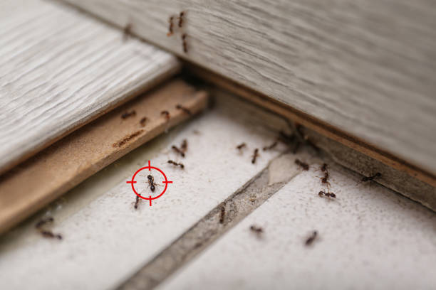 Best Insect Control  in Ashton, ID