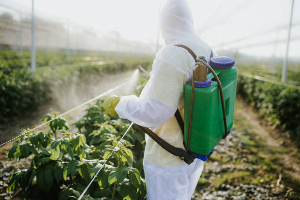 Best Wasp Removal Services  in Ashton, ID